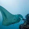 Manta Ray (Manta alfredi), photo taken in Maldives, Male Atoll, South Male Atoll, Manta Point