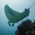 Manta Ray (Manta alfredi), photo taken in Maldives, Male Atoll, South Male Atoll, Manta Point