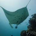 Manta Ray (Manta alfredi), photo taken in Maldives, Male Atoll, South Male Atoll, Manta Point