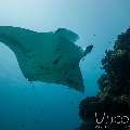 Manta Ray (Manta alfredi), photo taken in Maldives, Male Atoll, South Male Atoll, Manta Point