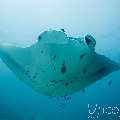 Manta Ray (Manta alfredi), photo taken in Maldives, Male Atoll, South Male Atoll, Manta Point