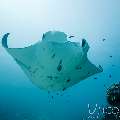 Manta Ray (Manta alfredi), photo taken in Maldives, Male Atoll, South Male Atoll, Manta Point