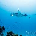 Manta Ray (Manta alfredi), photo taken in Maldives, Male Atoll, South Male Atoll, Manta Point