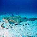 Zebra Shark (Stegostoma Fasciatum)