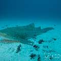 Zebra Shark (Stegostoma Fasciatum)