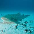 Zebra Shark (Stegostoma Fasciatum)