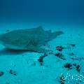 Zebra Shark (Stegostoma Fasciatum)