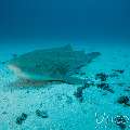 Zebra Shark (Stegostoma Fasciatum)