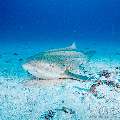 Zebra Shark (Stegostoma Fasciatum)