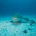 Zebra Shark (Stegostoma Fasciatum)