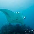 Manta Ray (Manta alfredi), photo taken in Maldives, Male Atoll, South Male Atoll, Manta Point