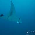 Manta Ray (Manta alfredi), photo taken in Maldives, Male Atoll, South Male Atoll, Manta Point