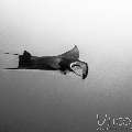 Manta Ray (Manta alfredi), photo taken in Maldives, Male Atoll, South Male Atoll, Manta Point