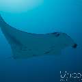 Manta Ray (Manta Alfredi)