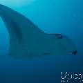 Manta Ray (Manta Alfredi)