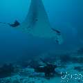 Manta Ray (Manta Alfredi)