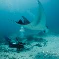 Manta Ray (Manta Alfredi)