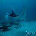 Manta Ray (Manta Alfredi)