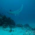 Manta Ray (Manta Alfredi)