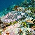 Hawksbill Sea Turtle (Eretmochelys imbricata), photo taken in Maldives, Male Atoll, South Male Atoll, Stage