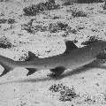 White Tip Reefshark (Triaenodon Obesus)