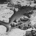 White Tip Reefshark (Triaenodon Obesus)