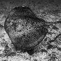 Marbled Stingray (Himantura oxyrhyncha), photo taken in Maldives, Male Atoll, South Male Atoll, Stage
