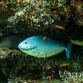 Sleek unicornfish (Naso hexacanthus)