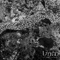 Honeycomb Moray (Gymnothorax favagineus)