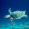 Hawksbill Sea Turtle (Eretmochelys imbricata), photo taken in Maldives, Male Atoll, South Male Atoll, Maafushi Beiru