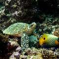 Hawksbill Sea Turtle (Eretmochelys imbricata), Yellowface Angelfish (Pomacanthus xanthometopon)