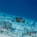 Titan Triggerfish (Balistoides viridescens), photo taken in Maldives, Male Atoll, South Male Atoll, Cocoa Corner