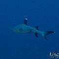 White Tip Reefshark (Triaenodon obesus), photo taken in Maldives, Male Atoll, South Male Atoll, Cocoa Corner
