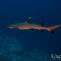 White Tip Reefshark (Triaenodon obesus), photo taken in Maldives, Male Atoll, South Male Atoll, Cocoa Corner