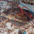 Green Sea Turtle (Chelonia mydas), photo taken in Maldives, Male Atoll, South Male Atoll, Cocoa Corner