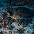 Green Sea Turtle (Chelonia mydas), photo taken in Maldives, Male Atoll, South Male Atoll, Cocoa Corner