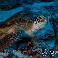 Green Sea Turtle (Chelonia mydas), photo taken in Maldives, Male Atoll, South Male Atoll, Cocoa Corner