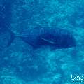 Giant trevally (Caranx ignobilis), photo taken in Maldives, Male Atoll, South Male Atoll, Cocoa Corner