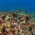 , photo taken in Maldives, Male Atoll, South Male Atoll, Cocoa Corner