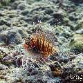 Radial firefish (Pterois radiata), photo taken in Maldives, Male Atoll, South Male Atoll, Cocoa Corner