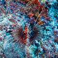Radial firefish (Pterois radiata), photo taken in Maldives, Male Atoll, South Male Atoll, Cocoa Corner