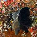Banded Coral Shrimp (Stenopus hispidus), Giant Moray (Gymnothorax javanicus), photo taken in Maldives, Male Atoll, South Male Atoll, Cocoa Corner