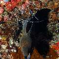 Banded Coral Shrimp (Stenopus hispidus), Giant Moray (Gymnothorax javanicus), photo taken in Maldives, Male Atoll, South Male Atoll, Cocoa Corner