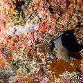 Banded Coral Shrimp (Stenopus hispidus), Giant Moray (Gymnothorax javanicus), photo taken in Maldives, Male Atoll, South Male Atoll, Cocoa Corner