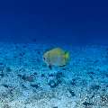 , photo taken in Maldives, Male Atoll, South Male Atoll, Maafushi Beiru