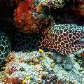 Honeycomb Moray (Gymnothorax Favagineus)