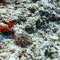 Honeycomb Moray (Gymnothorax Favagineus)