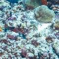 Seychelles butterflyfish (Chaetodon  madagaskariensis), photo taken in Maldives, Male Atoll, South Male Atoll, Maafushi Beiru