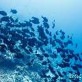 Elongate surgeonfish (Acanthurus mata), photo taken in Maldives, Male Atoll, South Male Atoll, Gulhi Corner