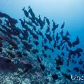 Elongate surgeonfish (Acanthurus mata), photo taken in Maldives, Male Atoll, South Male Atoll, Gulhi Corner